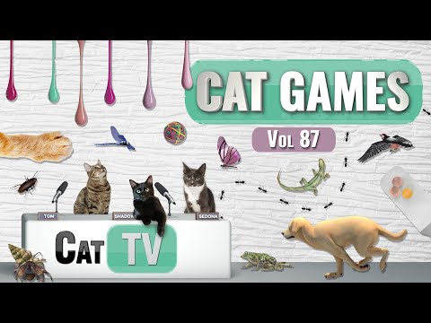 CAT Games | Ultimate Cat TV Compilation Vol 87 | 4 HOURS  🐝🐞🦋🦎🦜🐜🐭🧵
