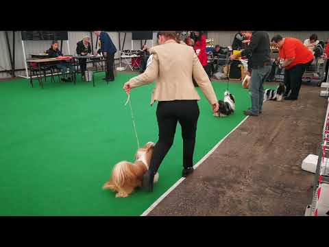 Klubová výstava psů Kchmpp 19.10.2019 Mladá Boleslav   Třída mladý - pes