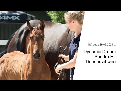 Stf v Dynamic Dream x Sandro Hit x Donnerschwee 2021