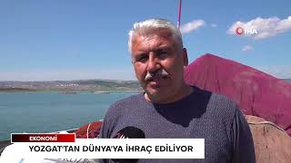 Duyanlar inanmıyor... Yozgat'tan Dünya'ya ihraç ediliyor | İleri Gazet