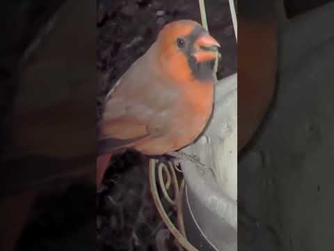 #Christmas #cardinal #cardinalbird #birds #birdwatching #birdshorts #shorts #nature #wildlife