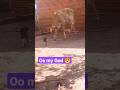 Cow Kill The Cat O My God Viral Youtubeshorts Shortsfeed
