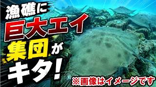 漁礁に襲来したエイがデカすぎる！