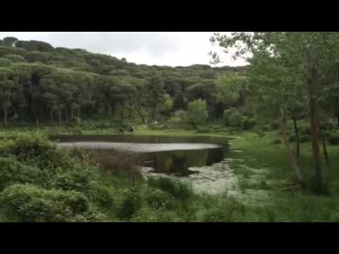 Frogs Godrano 1 - May 2016