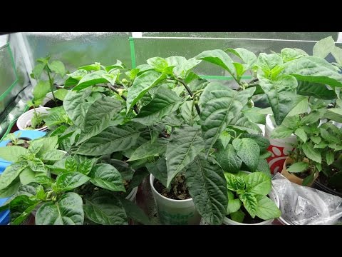 2015 Super Hot Peppers Growing Season - Ep. 06: Plants Update Video