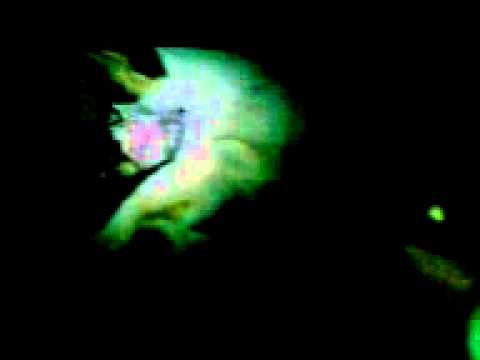 CHARISE CAT GIVING BIRTH