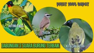 Download lagu 🔴kutilang emas, Cerukcuk, kutilang sutra || Gabungan Mp3.|| Inspirasi mp3 Download lagu 🔴kutilang emas, Cerukcuk, kutilang sutra || Gabungan Mp3.|| Inspirasi mp3