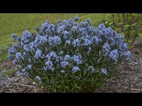 download lagu mp3 mp4 Amsonia Plant, download lagu Amsonia Plant gratis, unduh video klip Amsonia Plant