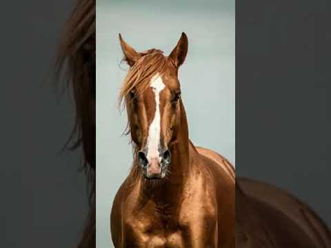 , title : 'El Karabaj, un caballo resistente y elegante originario de Azerbaiyán #shorts'
