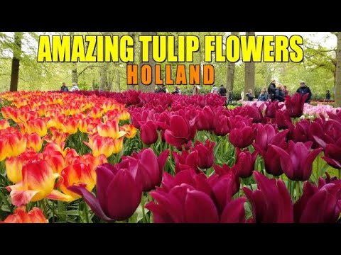 AMAZING TULIP FLOWERS IN 4K | KEUKENHOF, HOLLAND  | RELAXING MUSIC