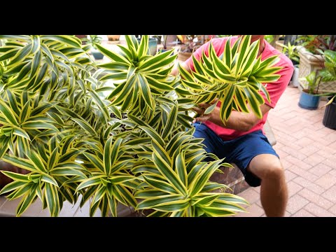 SONG of INDIA plant | Propagation and Care