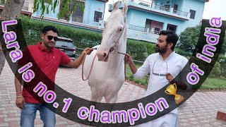 Download lagu Lara is the no.1 champion 🏆 of India/Gujjar/top champion @PagalGujju2 @BalbirSinghvlogs mp3 Download lagu Lara is the no.1 champion 🏆 of India/Gujjar/top champion @PagalGujju2 @BalbirSinghvlogs mp3