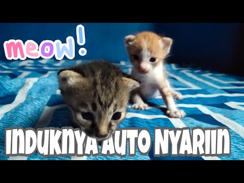 SUARA ANAK KUCING MEMANGGIL IBUNYA MINTA SUSU - Kitten Meowing
