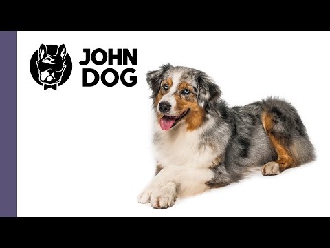 Leżeć, czyli jak nauczyć psa kłaść się na hasło – cześć 2. - TRENING PSA - John Dog
