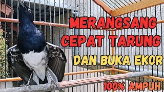 Download lagu PANCINGAN KACER GACOR AGAR CEPAT KONSLET TARUNG DAN BUKA EKOR , KACER LAIN AUTO GAMUK EMOSI NAIK  mp3