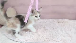 マンチカンの動画01