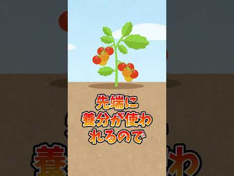 イラクサの肥料を使ってトマトの成長を早めよう 2022