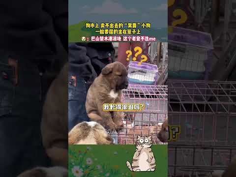 狗市上賣不出去的「窩囊」小狗，一臉委屈的坐在籠子上。 🐶：我都在這裡坐了好幾天了！ #它真的好像個小寶寶 #萌寵出道計劃 #狗狗的心思都寫在臉上了 #藝術在 #青年創作者成長計劃