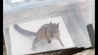 How to easily catch Chipmunk or Squirrel with a simple box trap. Wilderness Survival.