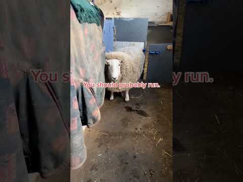 stop no Megan you should probably run #youtube #youtubeshorts #subscribe #funny #cuteanimals #farm