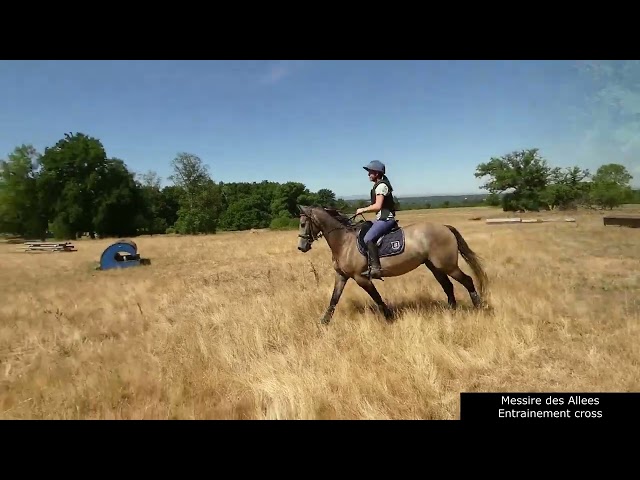 Welsh part-Bred 4 ans
