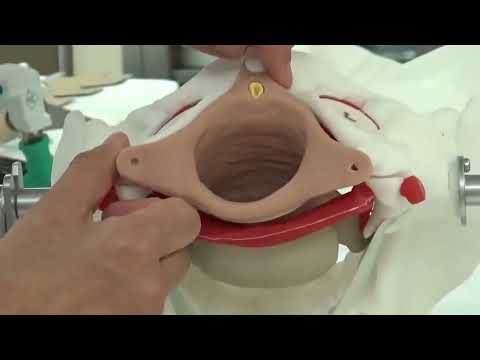 Анатомическая модель женского таза Miya Model для отработки хирургических навыков