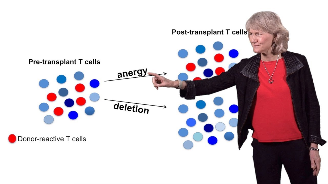 Megan Sykes (Columbia U.) 2: Taming and Tracking the Human Alloresponse