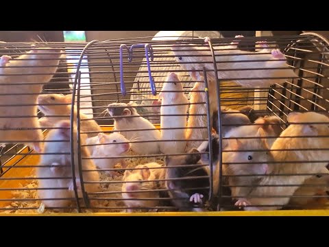 Староконный рынок Одесса. Птичий Рынок. Продажа Птицы, Крысы, Хомячки, Кролики