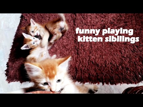 kitten siblings playing [fighting] do kittens miss their siblings