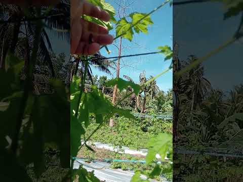 1st time kung mag tanim Ng ampalaya. 5weeks old nag sisimula na pala mag bunga .