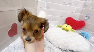 ハーフ犬の動画02