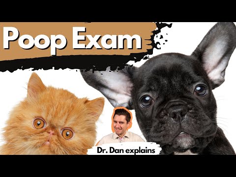How a veterinarian completes a fecal or poop exam.  Dr. Dan explains.