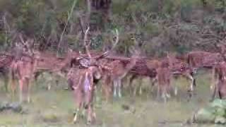preview picture of video 'Indian Wildlife ( Chital )'