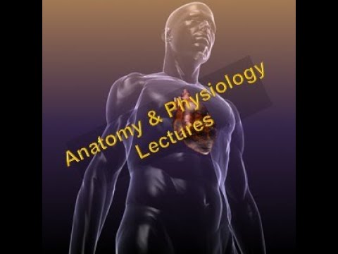 A&P Lecture 3 - Histology of Tissues Part 2