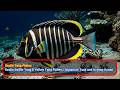 4K Exotic Sailfin Tang Yellow Tang Fishes Aquarium And In Deep Ocean