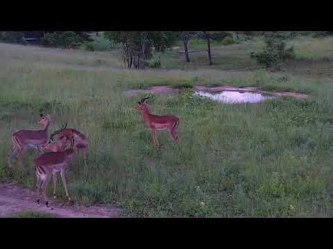 Djuma: African Painted Dogs coming-Impalas on alert - 18:16 - 01/12/22