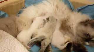 preview picture of video 'Day 13 - Peony's Newborn Nursery - May 16 2013 Victorian Gardens Cattery'