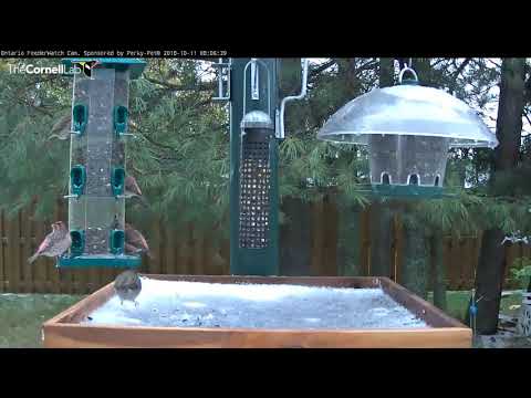 Dark-eyed Junco Visits Snowy Platform As Purple Finches Forage – Oct. 11, 2018