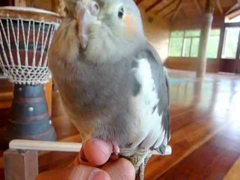 cockatiel-male or female?macho o hembra?