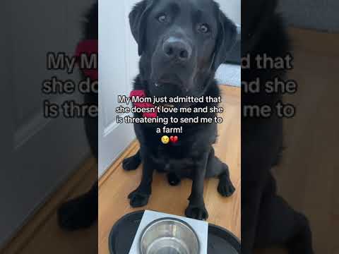 Dog owner threatens to send Black Labrador retriever to a farm?! 😢