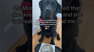 Dog owner threatens to send Black Labrador retriever to a farm?! 😢