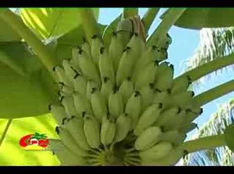 te kaoki maange (ruffdogs) kiribati te boboto song