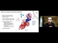 Tyler Starr: “Maximizing breadth and resistance to viral escape in antibodies to the SARS-CoV-2 ..."