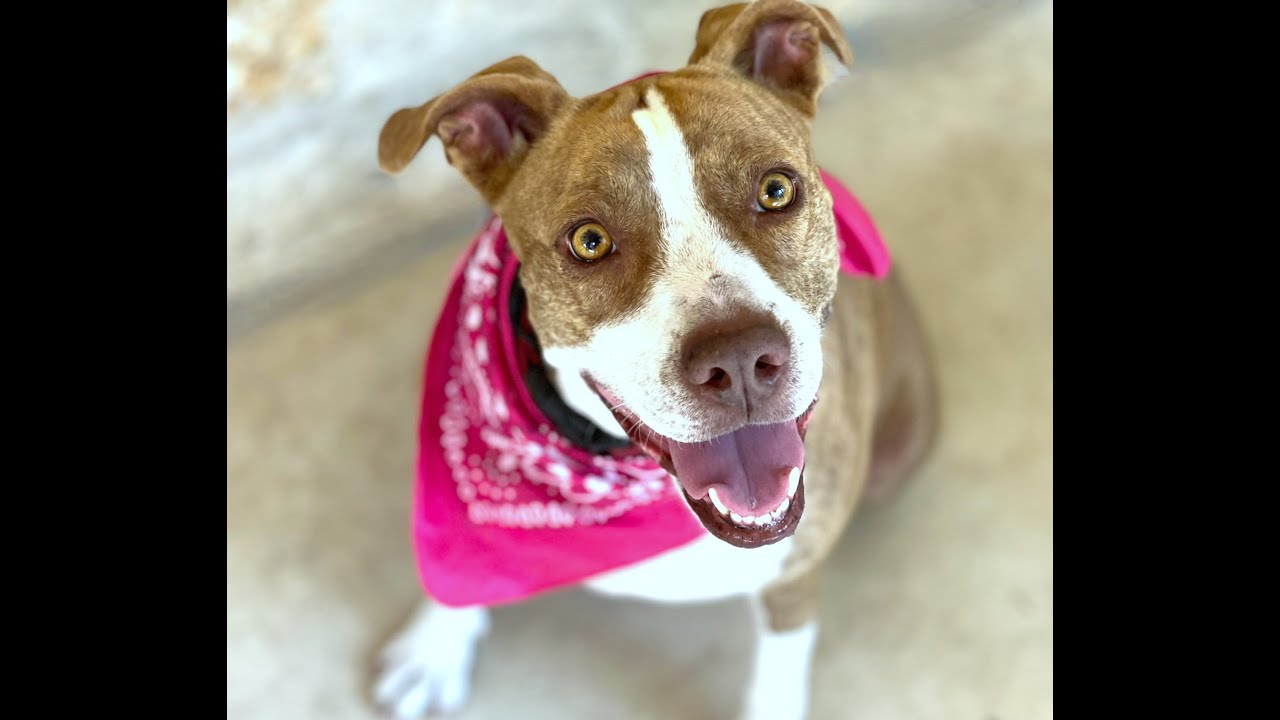 Enlarge Izzie, a Adoptable mixed breed in Austin, TX video 6/6