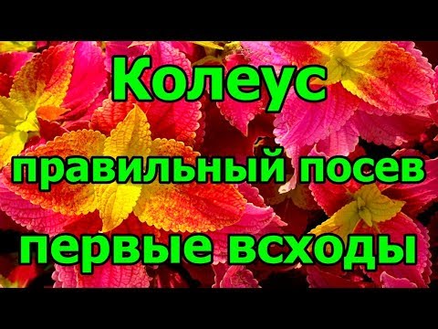 🏵️#Колеус. Правильный посев. Первые всходы.