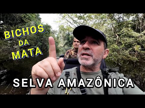 תצפית על יער הגשם של האמזונס - סרטון 08