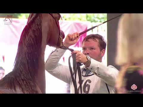 N 76 BADIAN PA   2020 PRIDE OF POLAND   42nd Arabian Horse National Show   Yearling Colts Class 4B