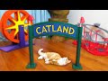 I Built a Theme Park for My Kitten