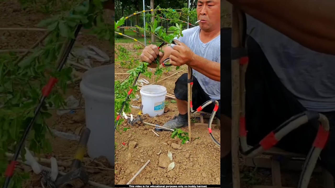 Why are these farmers bending the plants like this 😲l #plants