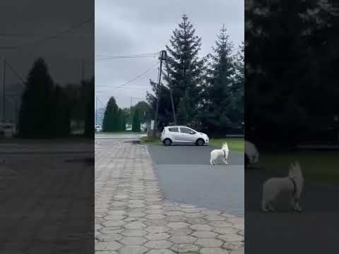 Unia Tarnów & Wisła Kraków vs Zagłębie Sosnowiec & BKS Stal Bielsko Biała | Turniej w Radłowie 2023